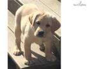 Labrador Retriever Puppy for sale in Williamsport, PA, USA