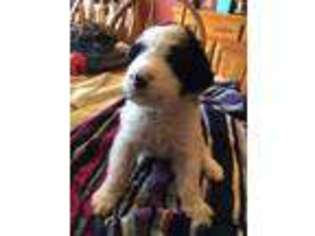 Goldendoodle Puppy for sale in Platte City, MO, USA