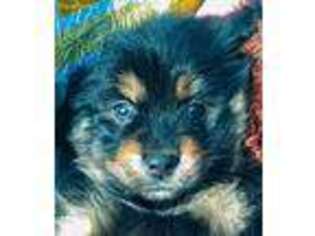 Mutt Puppy for sale in Fort Bragg, NC, USA