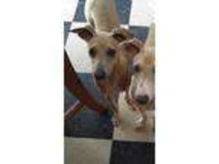 Italian Greyhound Puppy for sale in Belmont, MA, USA