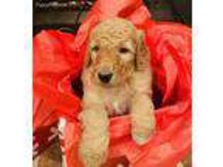 Goldendoodle Puppy for sale in Atlanta, GA, USA