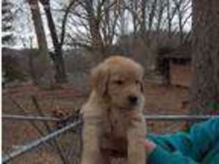 Golden Retriever Puppy for sale in Kingsport, TN, USA