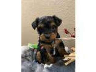 Yorkshire Terrier Puppy for sale in Fruita, CO, USA