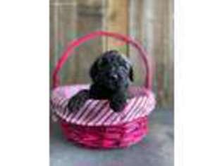 Labradoodle Puppy for sale in Hustonville, KY, USA