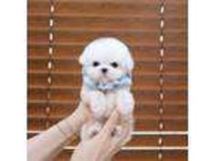 Maltese Puppy for sale in Franklin, NC, USA