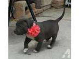 American Pit Bull Terrier Puppy for sale in NORTH HOLLYWOOD, CA, USA