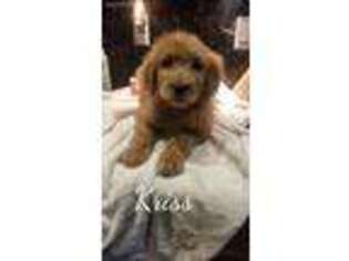 Goldendoodle Puppy for sale in North Brunswick, NJ, USA