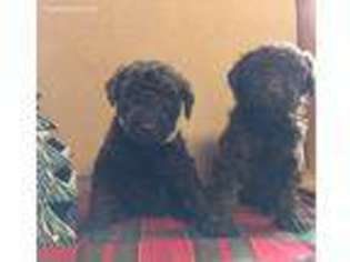 Labradoodle Puppy for sale in Chapmansboro, TN, USA