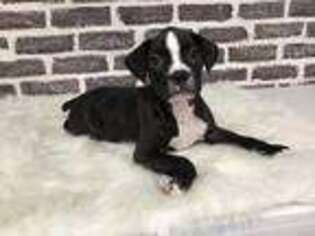 Boxer Puppy for sale in Fredericksburg, OH, USA