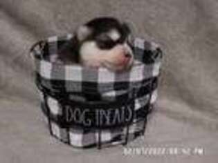 Medium Photo #1 Siberian Husky Puppy For Sale in Washburn, MO, USA