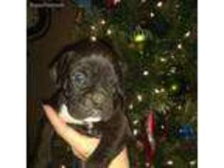 Boxer Puppy for sale in Stanley, VA, USA