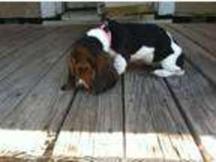 Basset Hound Puppy for sale in RIDGELAND, SC, USA