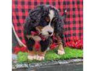 Bernese Mountain Dog Puppy for sale in Detroit, AL, USA