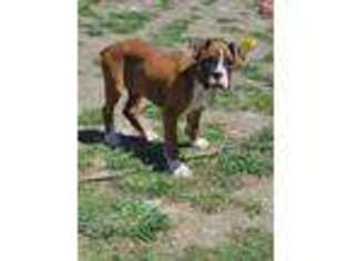 Boxer Puppy for sale in Troy, ME, USA