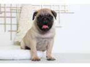 Pug Puppy for sale in Joppa, MD, USA