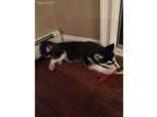 Siberian Husky Puppy for sale in Trumbull, CT, USA