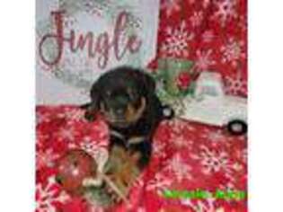 Rottweiler Puppy for sale in Odenville, AL, USA
