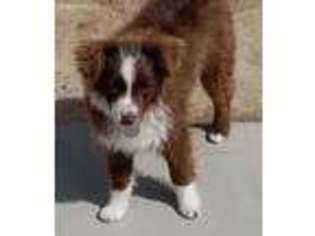 Miniature Australian Shepherd Puppy for sale in Los Angeles, CA, USA