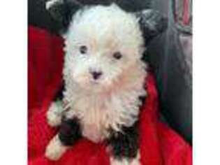 Mutt Puppy for sale in Colbert, GA, USA