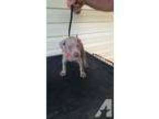 Weimaraner Puppy for sale in YOUNGSTOWN, FL, USA