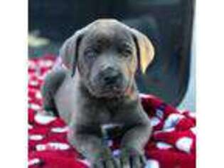 Cane Corso Puppy for sale in Wesley Chapel, FL, USA