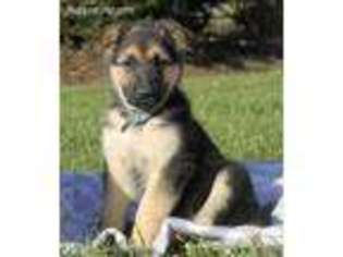 German Shepherd Dog Puppy for sale in Fairfax, VA, USA