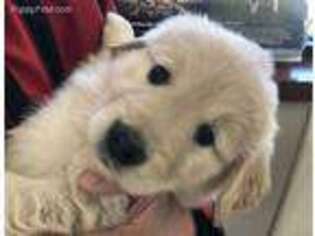 Golden Retriever Puppy for sale in Columbus, MI, USA