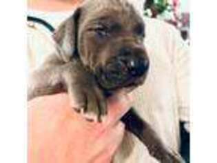 Great Dane Puppy for sale in Alberta, VA, USA