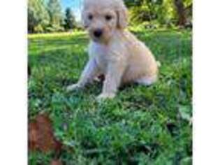Goldendoodle Puppy for sale in Huntington, WV, USA