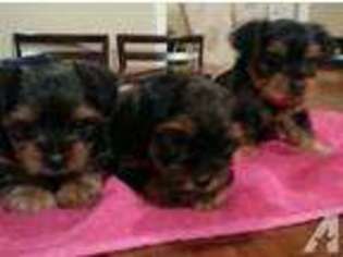 Yorkshire Terrier Puppy for sale in SAN ANTONIO, TX, USA