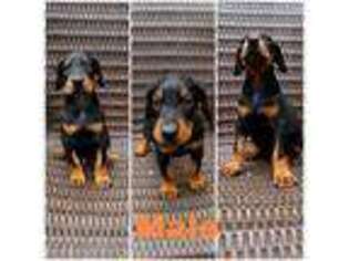 Doberman Pinscher Puppy for sale in Homer, NY, USA