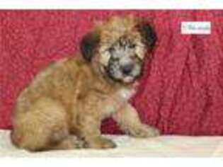 Soft Coated Wheaten Terrier Puppy for sale in Oklahoma City, OK, USA
