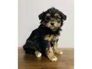 Yorkshire Terrier Puppy for sale in Lake Orion, MI, USA