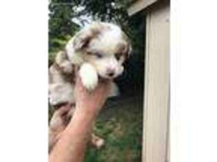 Miniature Australian Shepherd Puppy for sale in Tacoma, WA, USA