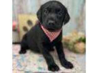 Labrador Retriever Puppy for sale in East Palestine, OH, USA