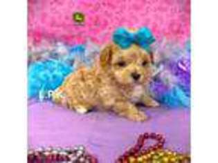 Mutt Puppy for sale in Winnsboro, LA, USA