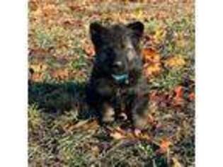 German Shepherd Dog Puppy for sale in Eldon, MO, USA