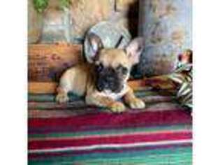 French Bulldog Puppy for sale in Henryetta, OK, USA