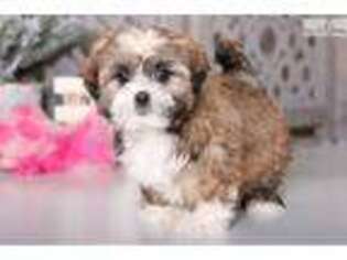 Lhasa Apso Puppy for sale in Columbus, OH, USA