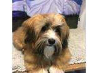 Havanese Puppy for sale in Portland, OR, USA
