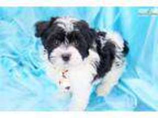 Havanese Puppy for sale in Greensboro, NC, USA