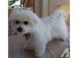 Maltese Puppy for sale in LOUISVILLE, KY, USA