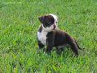 Alapaha Blue Blood Bulldog Puppy for sale in Richardson, TX, USA