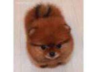 Pomeranian Puppy for sale in Charlotte, VT, USA