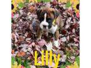 Boxer Puppy for sale in Waterford, PA, USA