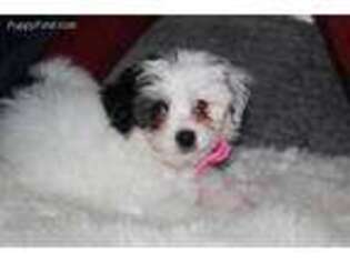 Mutt Puppy for sale in Daly City, CA, USA
