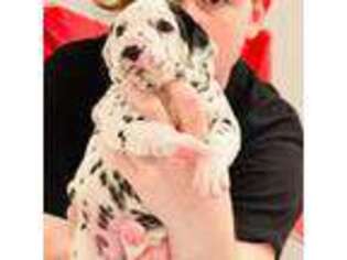Dalmatian Puppy for sale in Lenoir, NC, USA