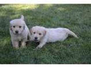 Mutt Puppy for sale in Linden, CA, USA