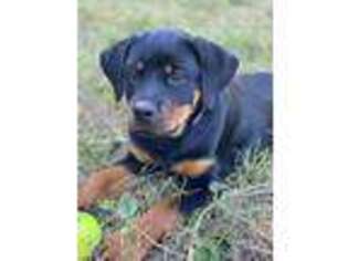 Rottweiler Puppy for sale in Bridgeport, CT, USA
