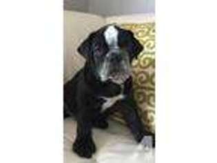 Olde English Bulldogge Puppy for sale in MILILANI, HI, USA